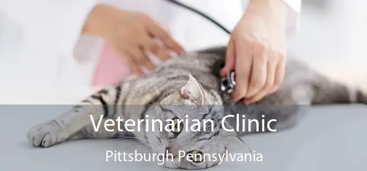 Veterinarian Clinic Pittsburgh Pennsylvania