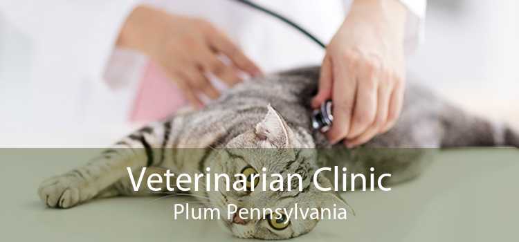 Veterinarian Clinic Plum Pennsylvania