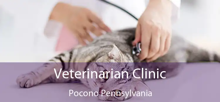 Veterinarian Clinic Pocono Pennsylvania