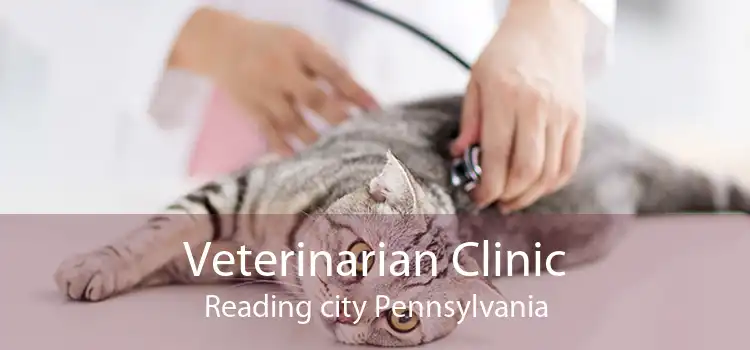 Veterinarian Clinic Reading city Pennsylvania