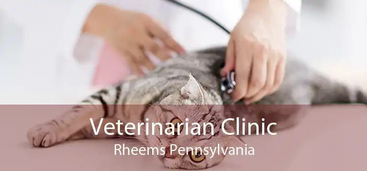Veterinarian Clinic Rheems Pennsylvania