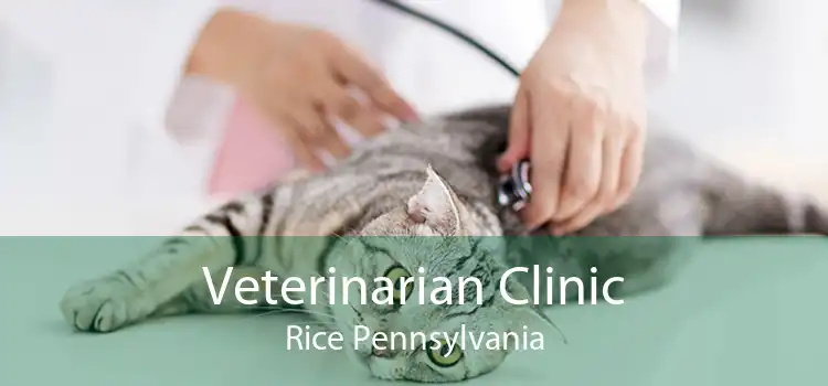 Veterinarian Clinic Rice Pennsylvania