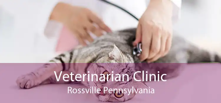 Veterinarian Clinic Rossville Pennsylvania