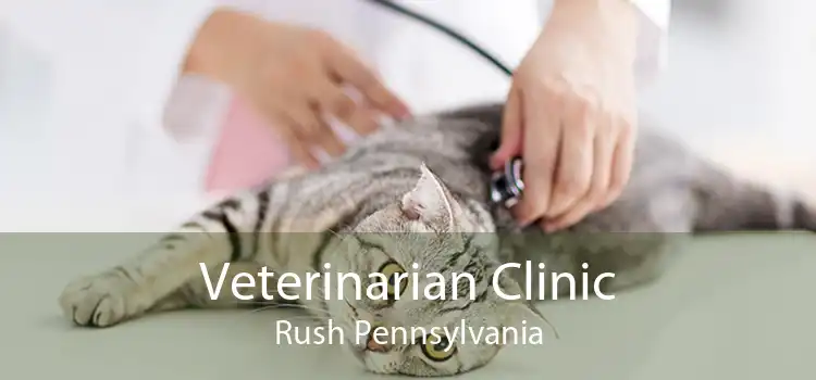 Veterinarian Clinic Rush Pennsylvania