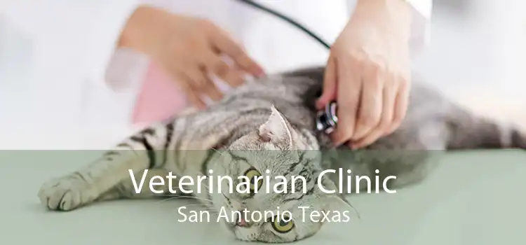 Veterinarian Clinic San Antonio Texas