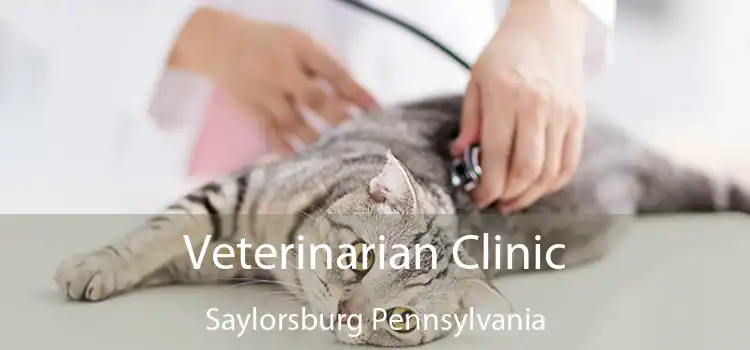 Veterinarian Clinic Saylorsburg Pennsylvania