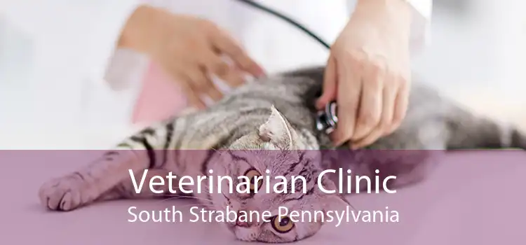 Veterinarian Clinic South Strabane Pennsylvania