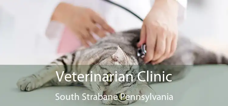 Veterinarian Clinic South Strabane Pennsylvania