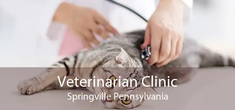 Veterinarian Clinic Springville Pennsylvania