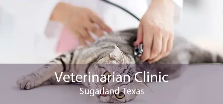 Veterinarian Clinic Sugarland Texas