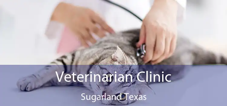 Veterinarian Clinic Sugarland Texas