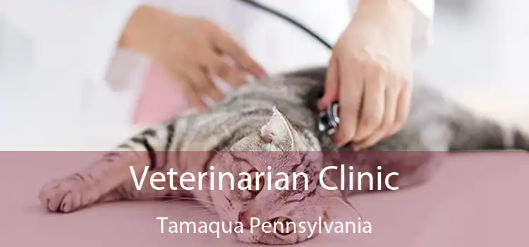 Veterinarian Clinic Tamaqua Pennsylvania