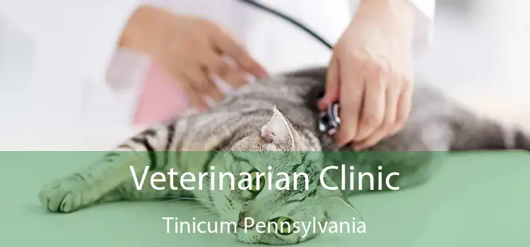 Veterinarian Clinic Tinicum Pennsylvania