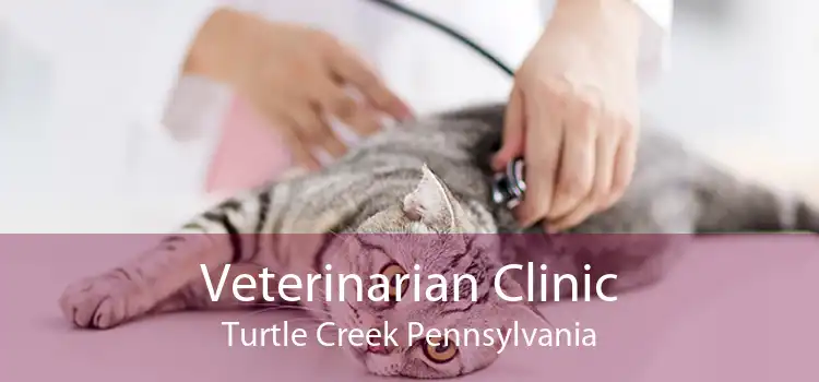 Veterinarian Clinic Turtle Creek Pennsylvania