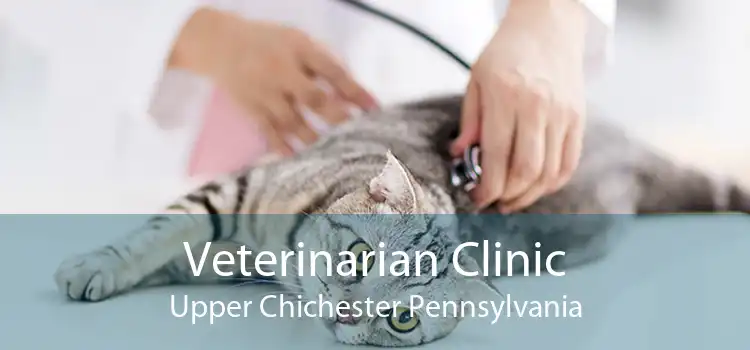 Veterinarian Clinic Upper Chichester Pennsylvania