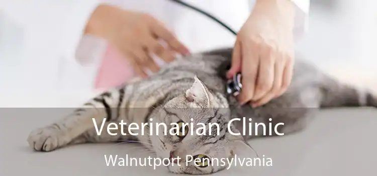 Veterinarian Clinic Walnutport Pennsylvania