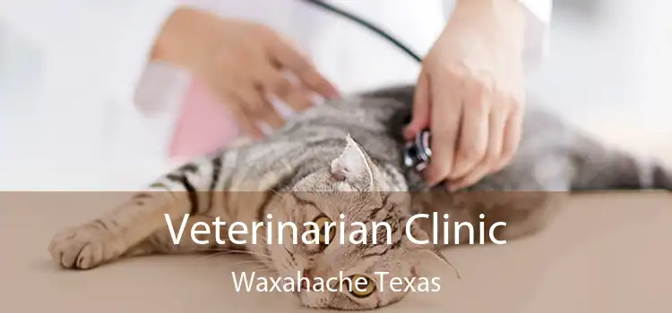 Veterinarian Clinic Waxahache Texas