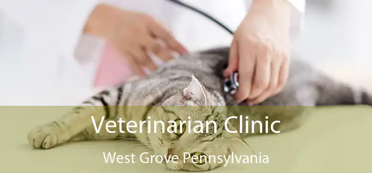 Veterinarian Clinic West Grove Pennsylvania