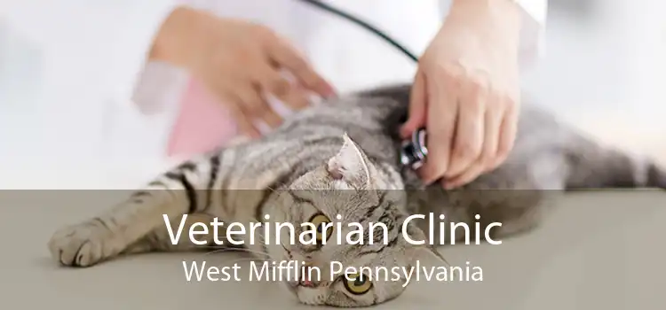 Veterinarian Clinic West Mifflin Pennsylvania