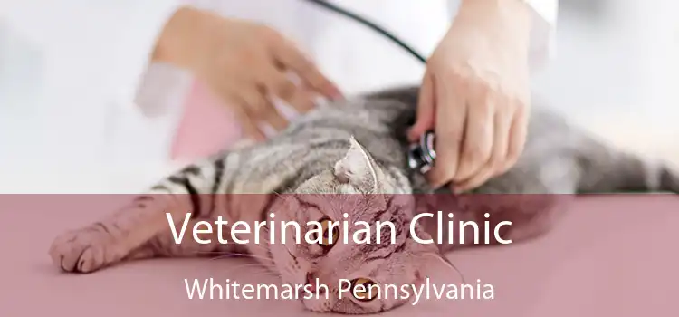 Veterinarian Clinic Whitemarsh Pennsylvania
