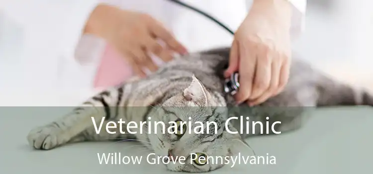 Veterinarian Clinic Willow Grove Pennsylvania