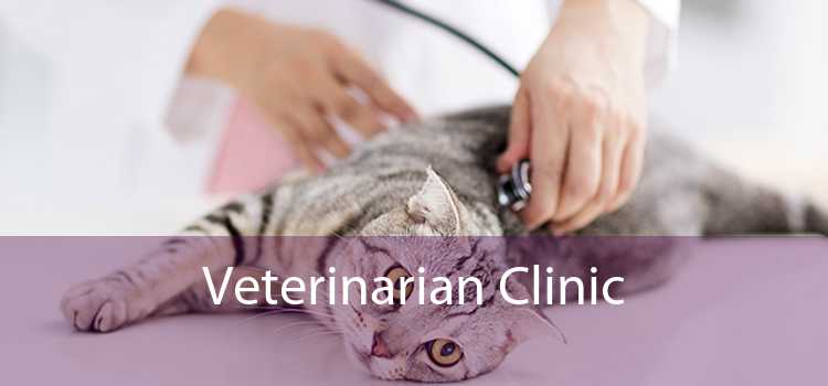 Veterinarian Clinic 