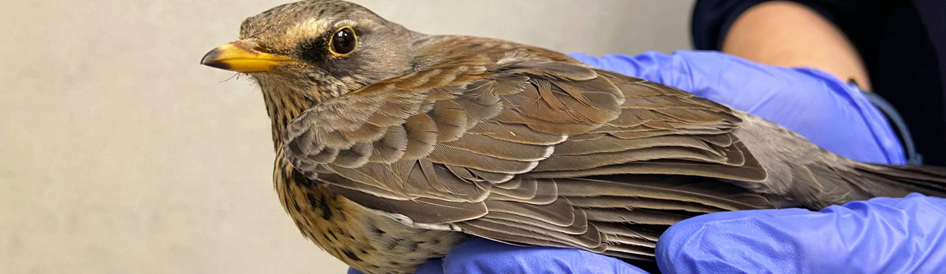 Bird Vet Old Emergency Exotic Avian Vet Near Me