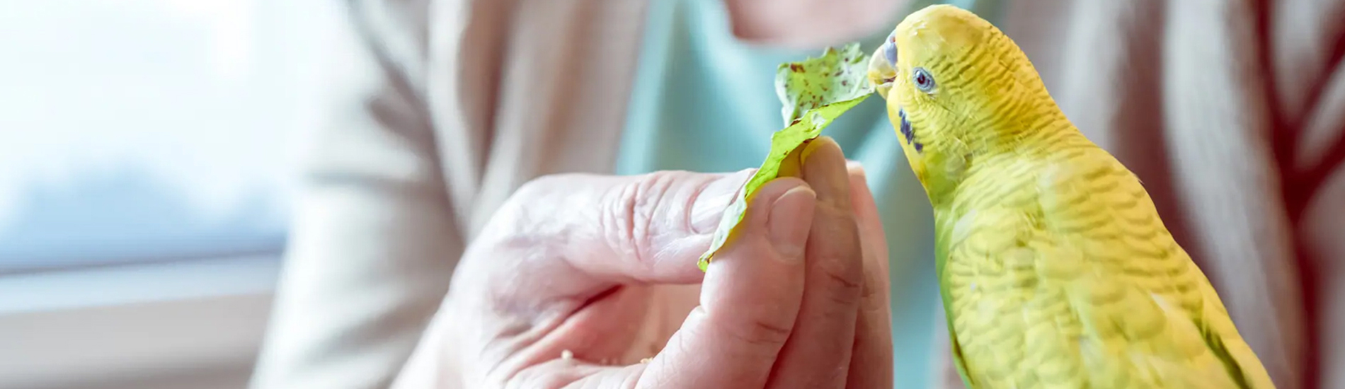 Bird Vet York Emergency Exotic Avian Vet Near Me