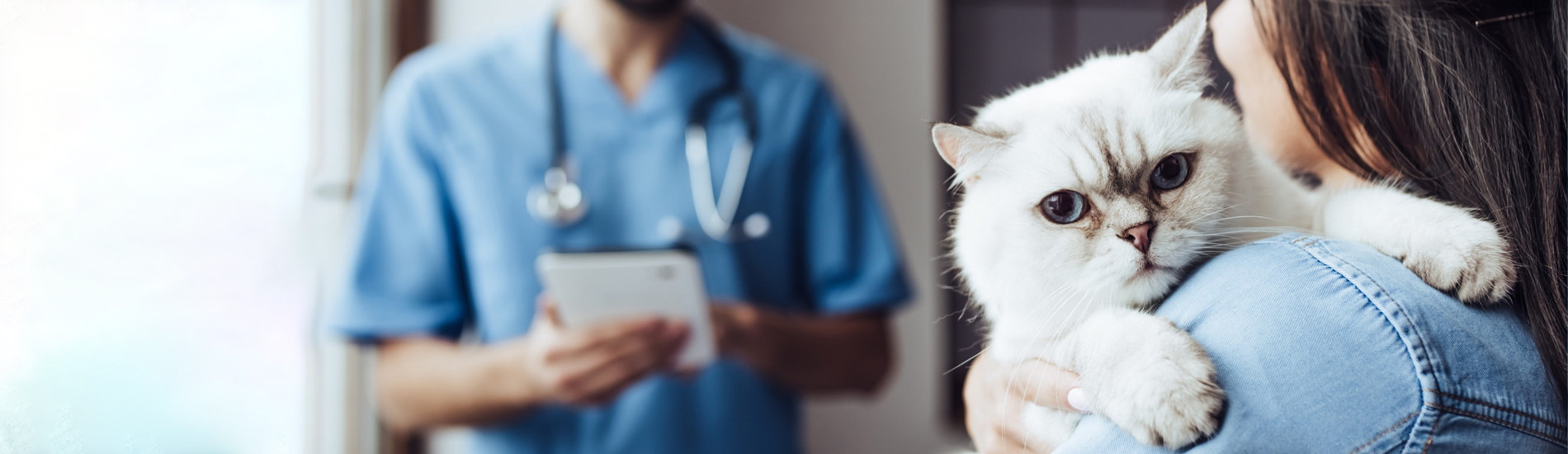 Spaying And Neutering East Rockhill Low Cost Pet Spay And Neuter