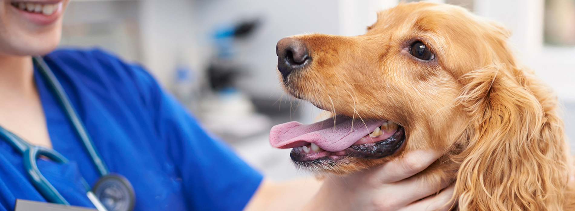 Veterinarian Clinic Lower Macungie - Emergency Vet And Pet Clinic Near Me