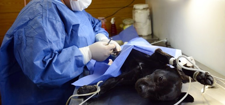 animal hospital veterinary surgical-process